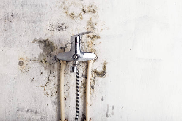 Best Kitchen Mold Remediation in Latta, SC