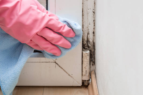 Best DIY Mold Remediation Support Services in Latta, SC